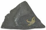 Ordovician Brittle Star (Ophiura) - Morocco #365261-1